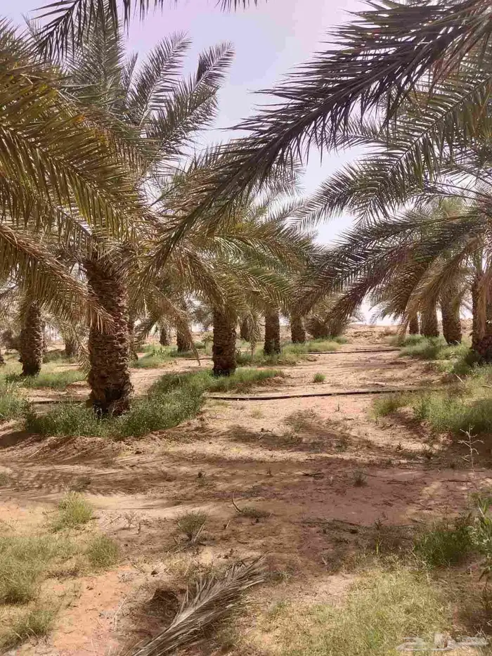 مقاول تراث قديم وترميم بيوت الطين وشغل حجر وشبوك مزارع 3