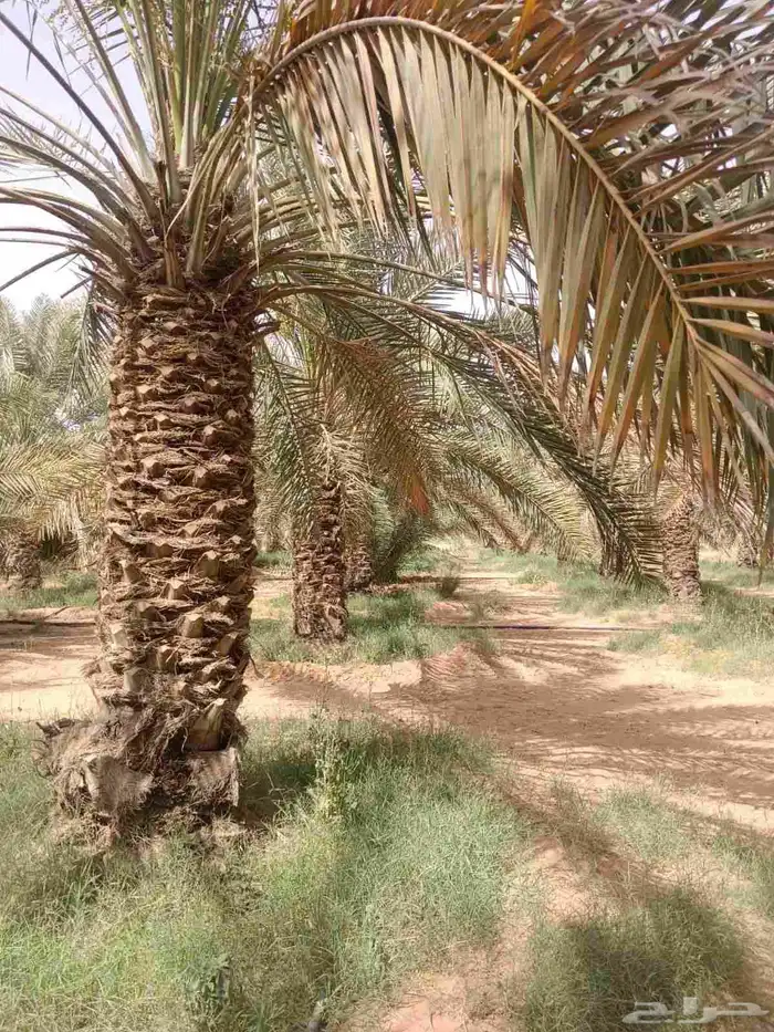 مقاول تراث قديم وترميم بيوت الطين وشغل حجر وشبوك مزارع 4