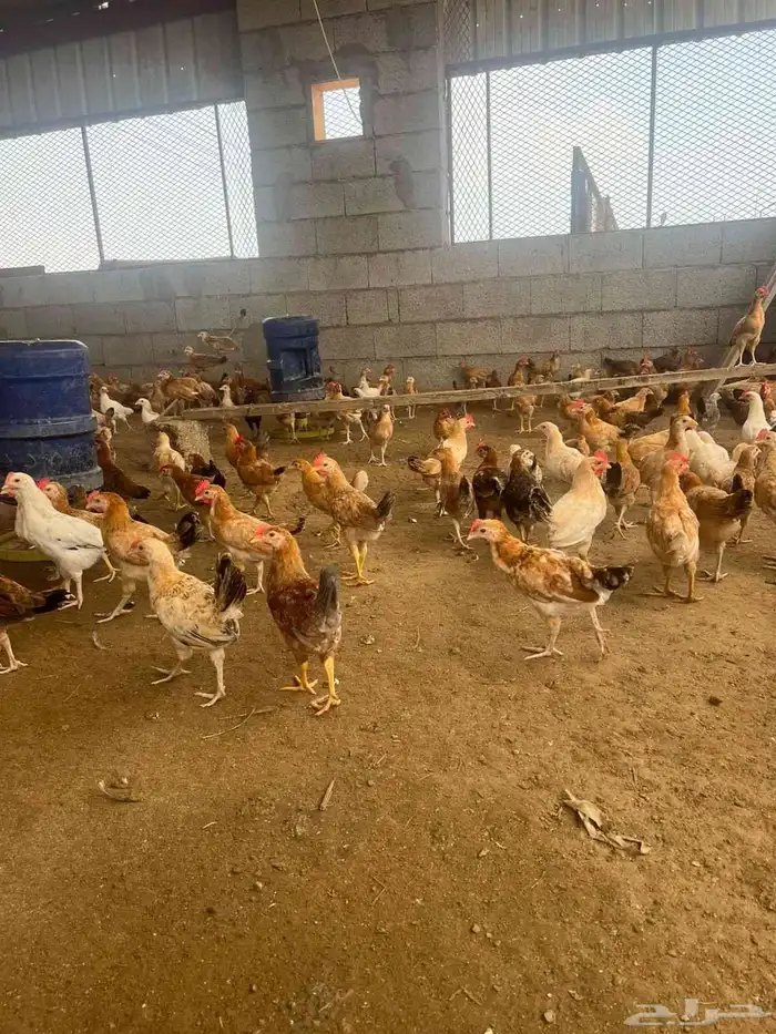 دجاج بلدي 0