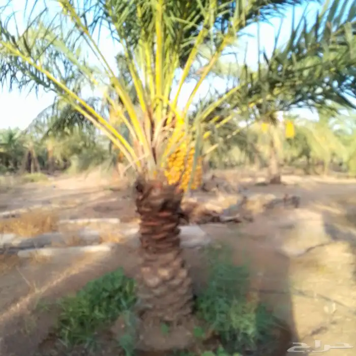 نخيل 2