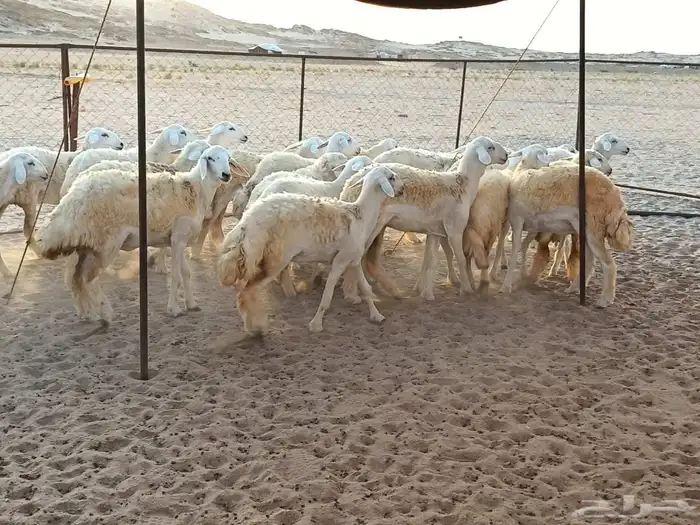 رخال طيبه عددها 25 راس 1