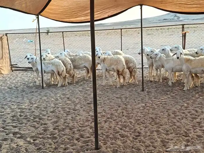 رخال طيبه عددها 25 راس 0