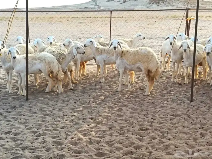 رخال طيبه عددها 25 راس 4