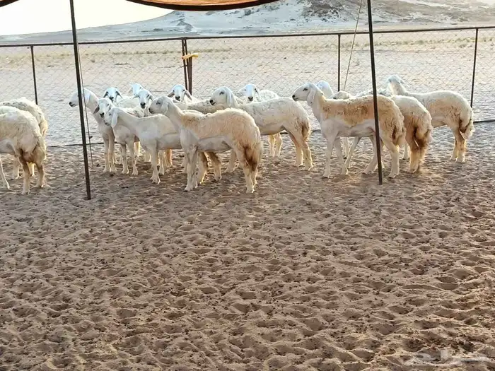 رخال طيبه عددها 25 راس 5