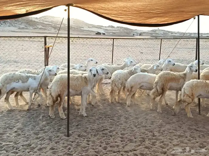 رخال طيبه عددها 25 راس 3