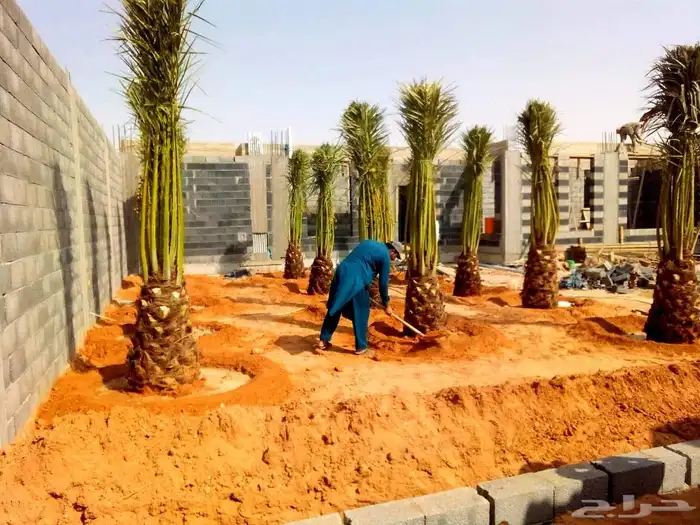 نخل مثمر للبيع نخيل اخلاص سكري برحي صقعي هلالي مجدول سلاطين 5