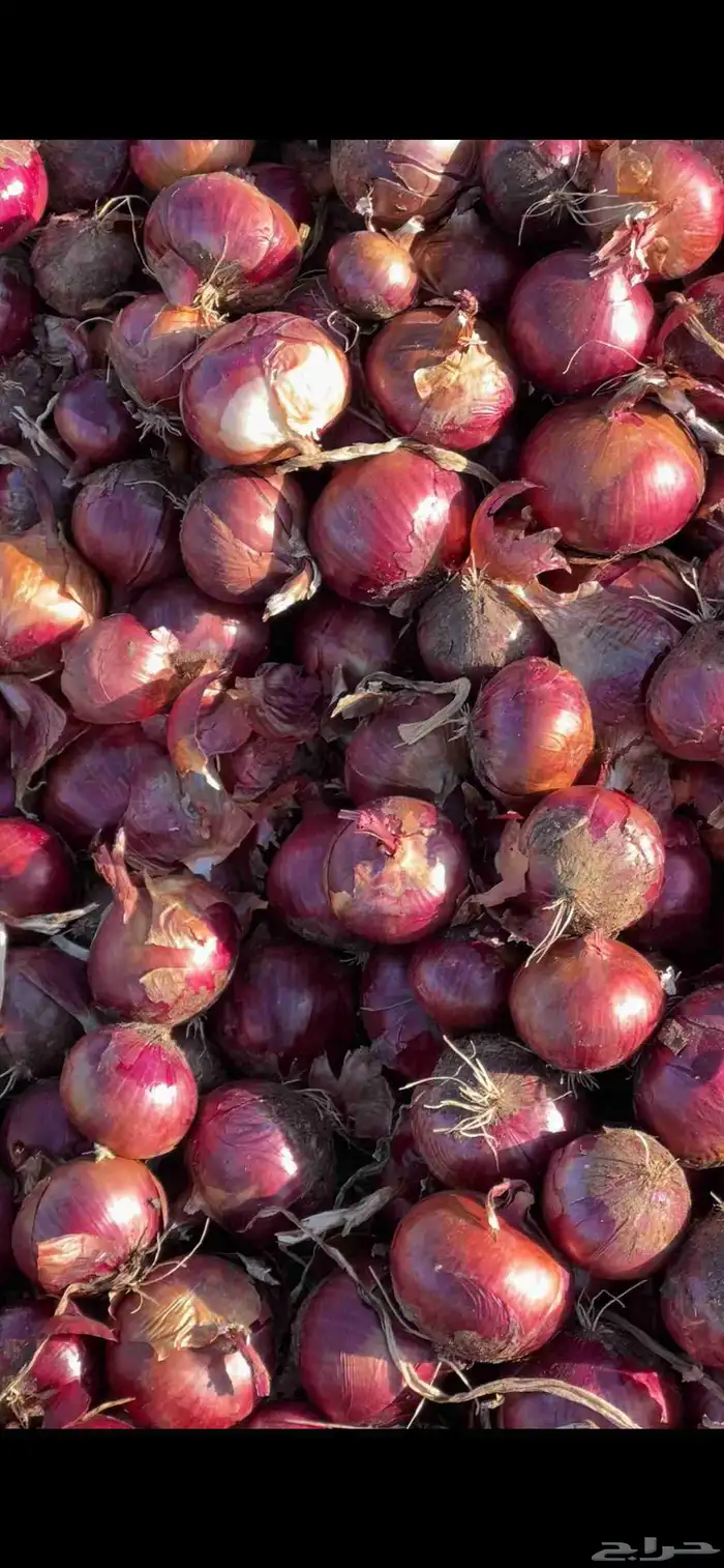 بصل بلدي وبذره يمني 1