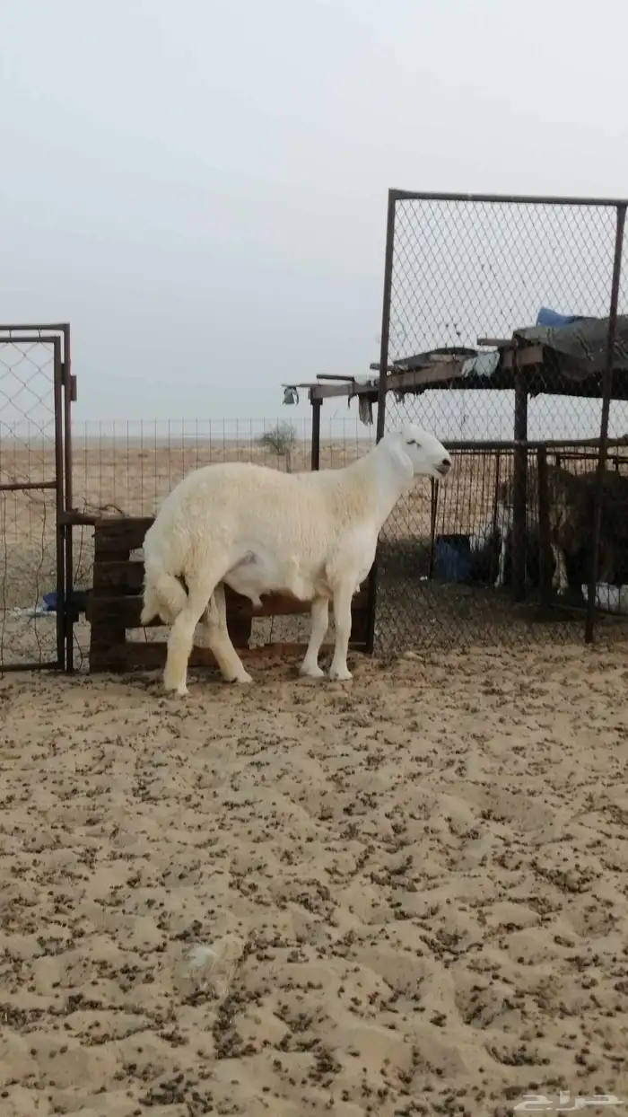 تم البيع 0