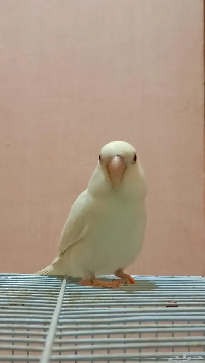 ذكر روز منتج نص ولافة 2