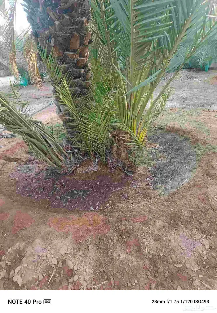نخيل مثمر خلاص صقعي مصيف نوايع نوادر قديم 4