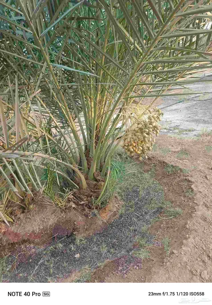 نخيل مثمر خلاص صقعي مصيف نوايع نوادر قديم 0