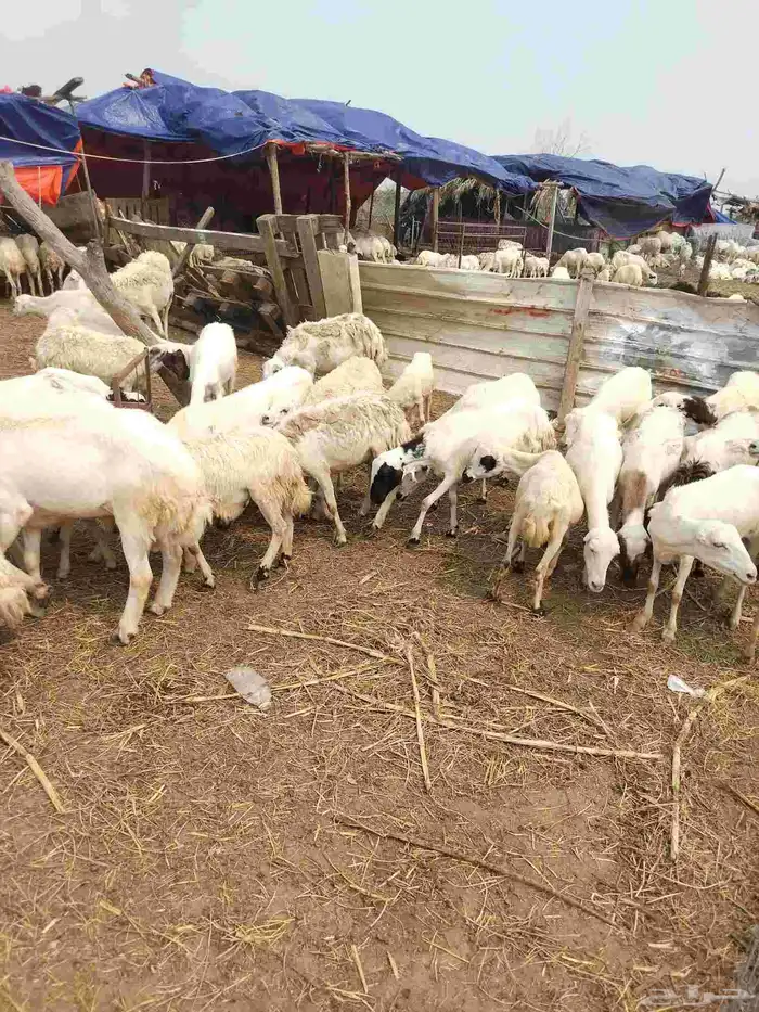 ضأن رفيدي بلدي العدد 70 رخال جدعيات ثنيات قرايب دفيع علا الش 0