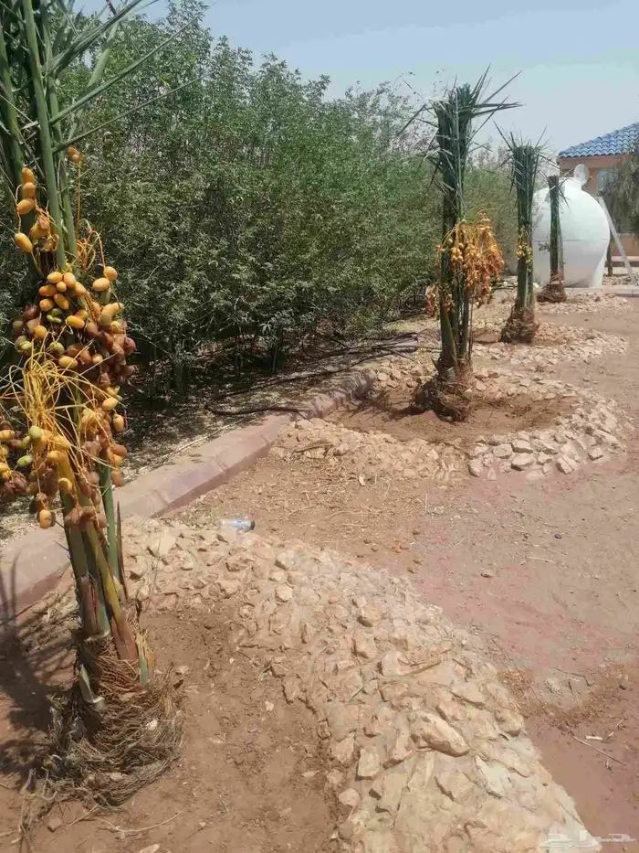 نخل 2