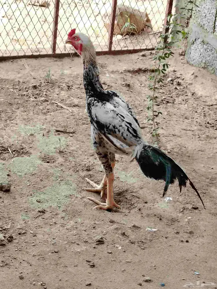 ديك باكستاني اصيل 1