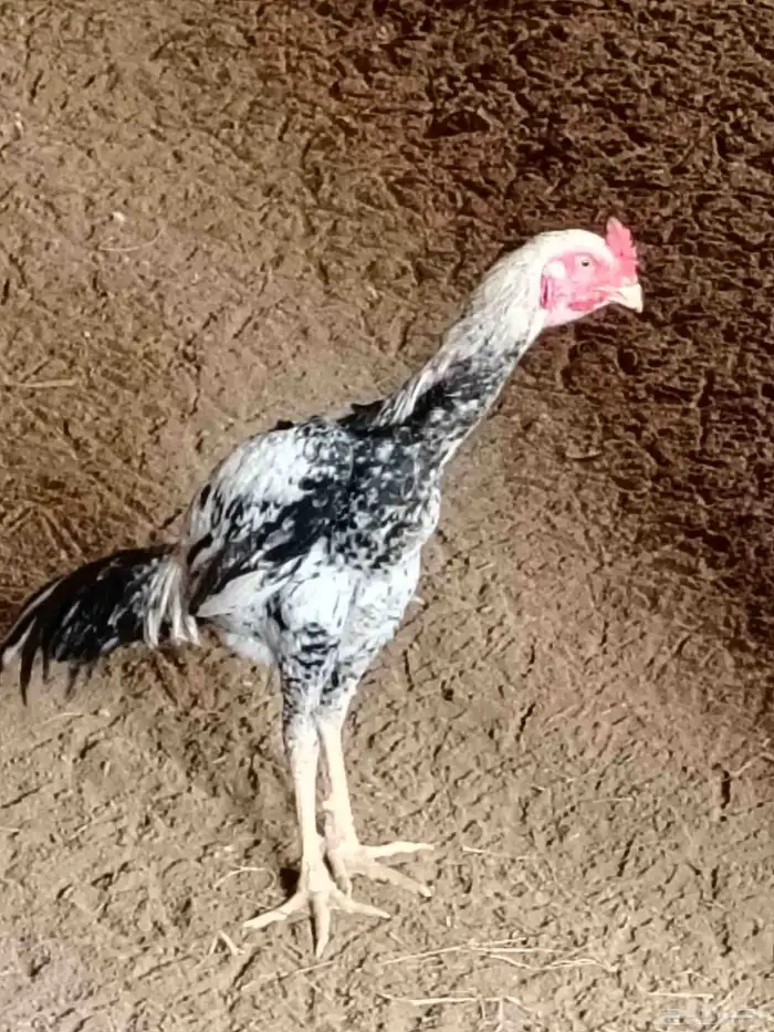 ديك باكستاني اصيل 5