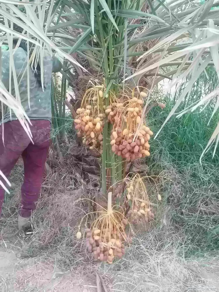 نخل 0