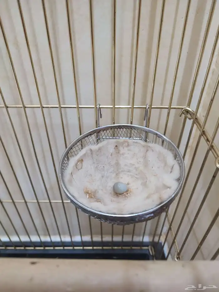 انثى كناري منتجة 1