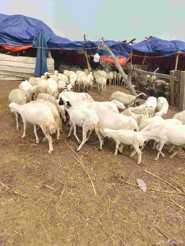 ضأن رفيدي بلدي العدد 70 رخال جدعيات ثنيات قرايب دفيع علا الش 1