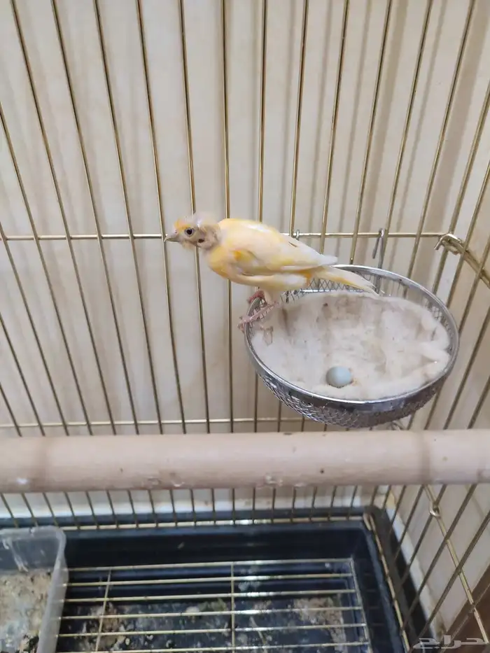 انثى كناري منتجة 3