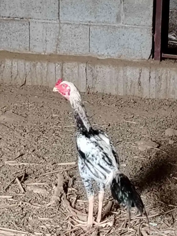 ديك باكستاني اصيل 3