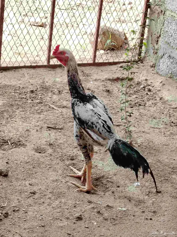 ديك باكستاني اصيل 0