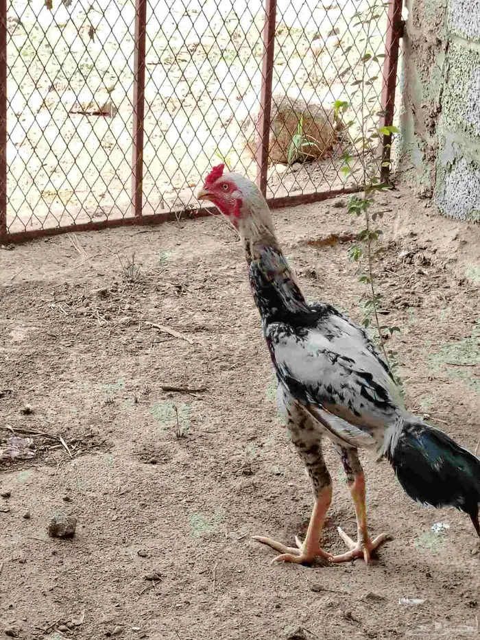 ديك باكستاني اصيل 2