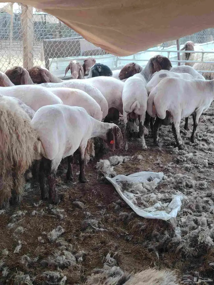 حلاق غنم مكينه تمير ثادق سدير 1