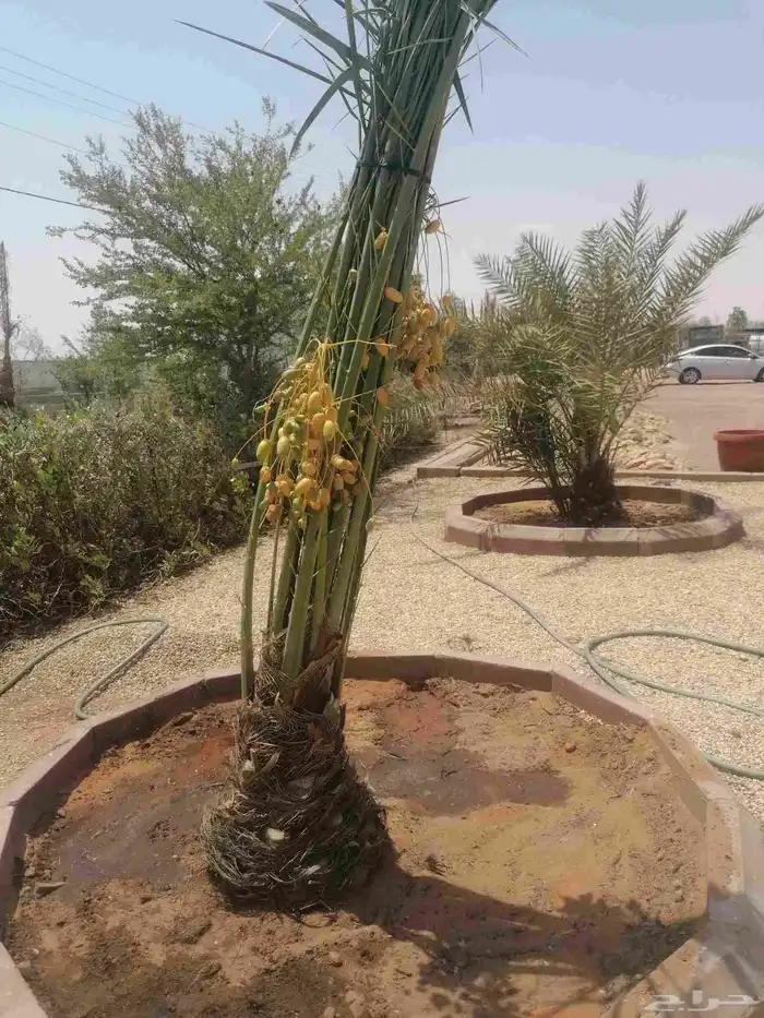 نخل 4