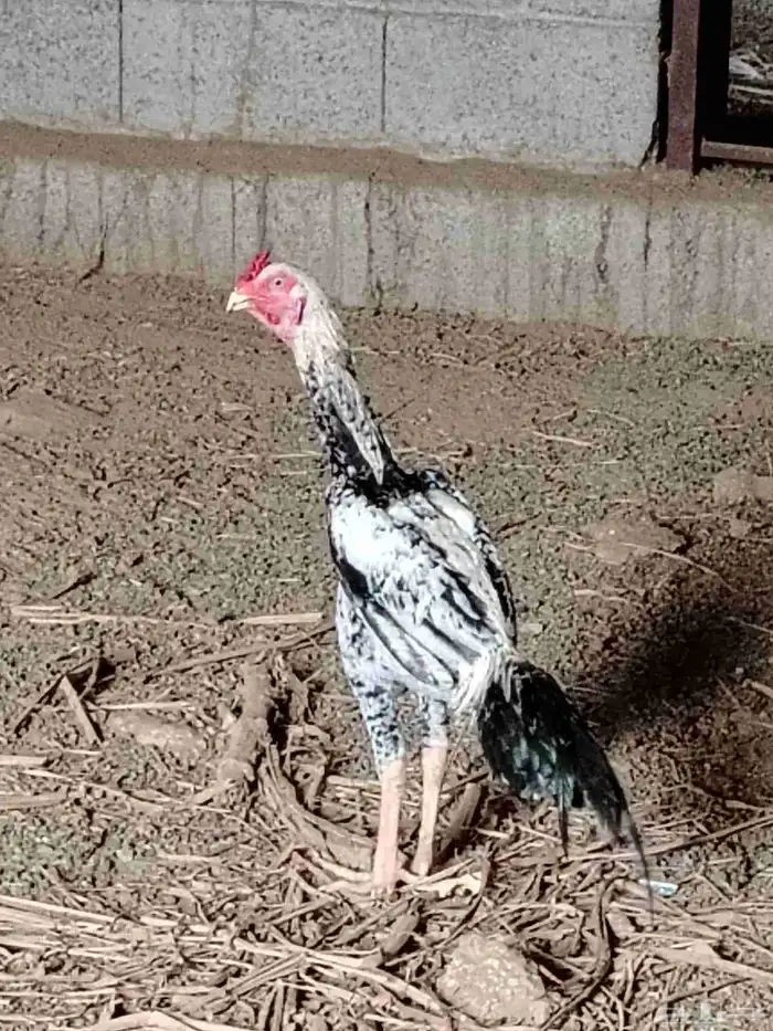 ديك باكستاني اصيل 4