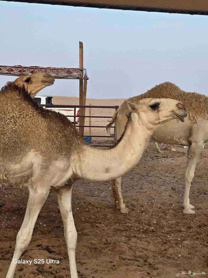 قعود حيسوني تبيه فحل ولا قصب 1