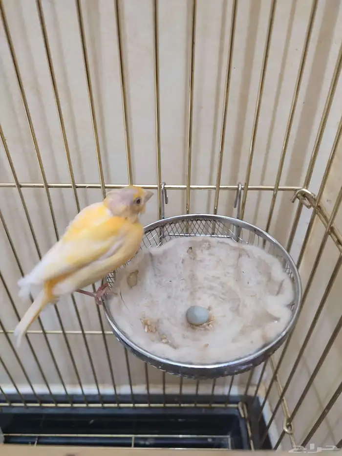 انثى كناري منتجة 2