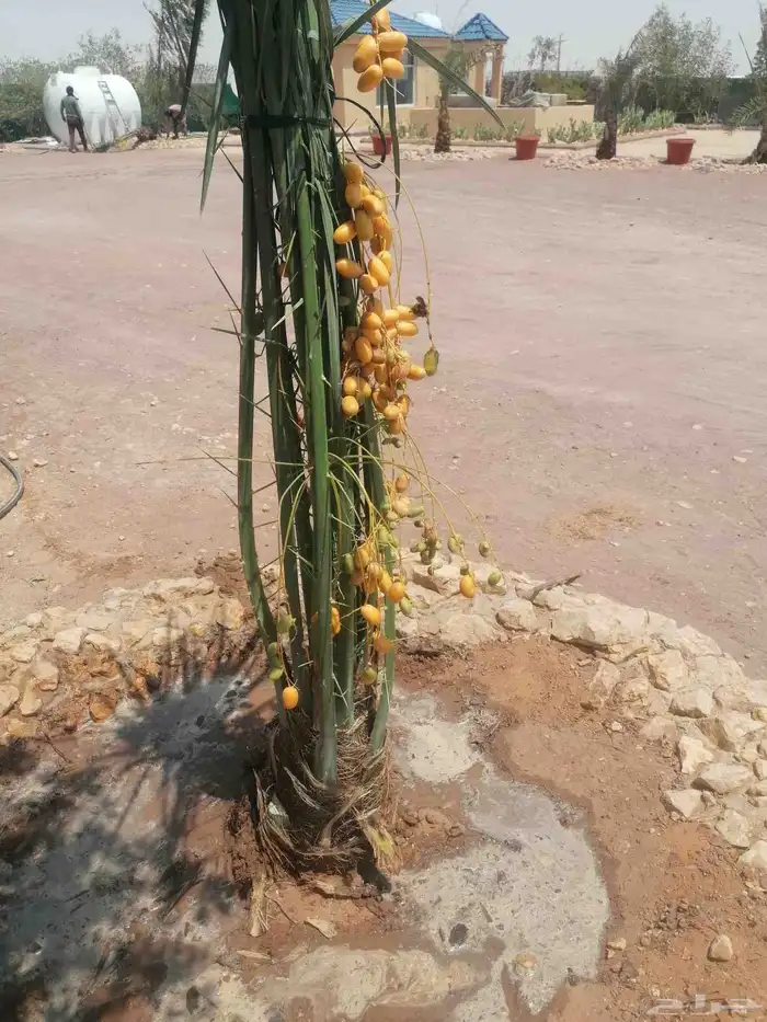 نخل 3