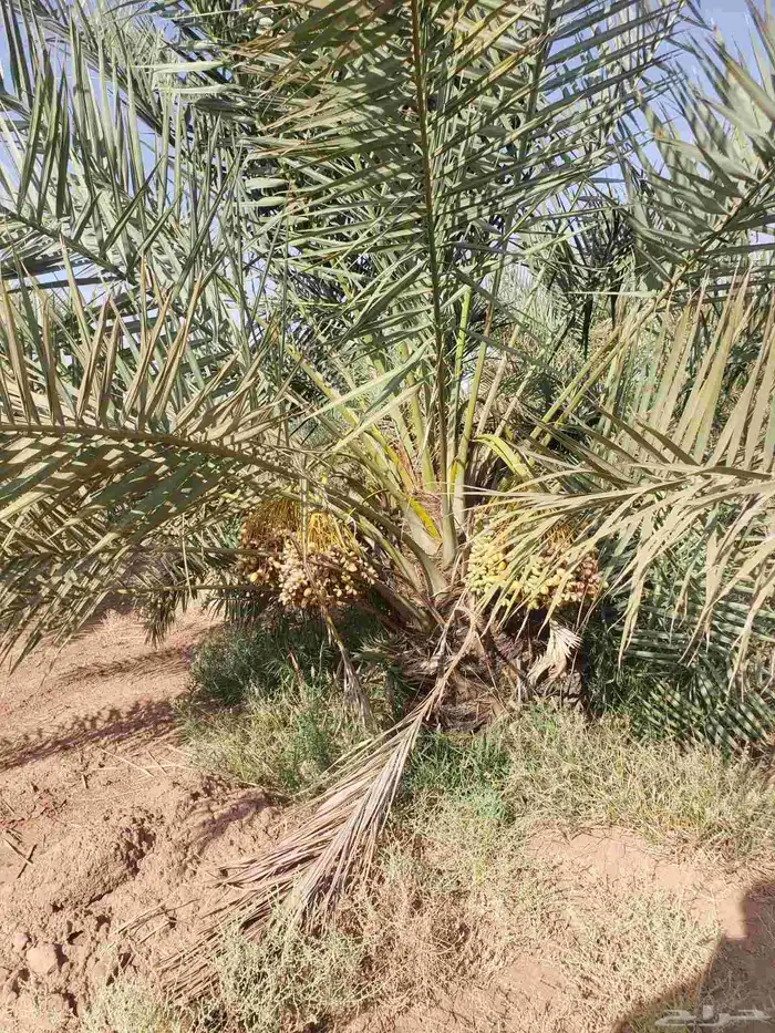 يوحدلديناجثايث وفسيل نخيل البيع اسعرنامعقوله 4