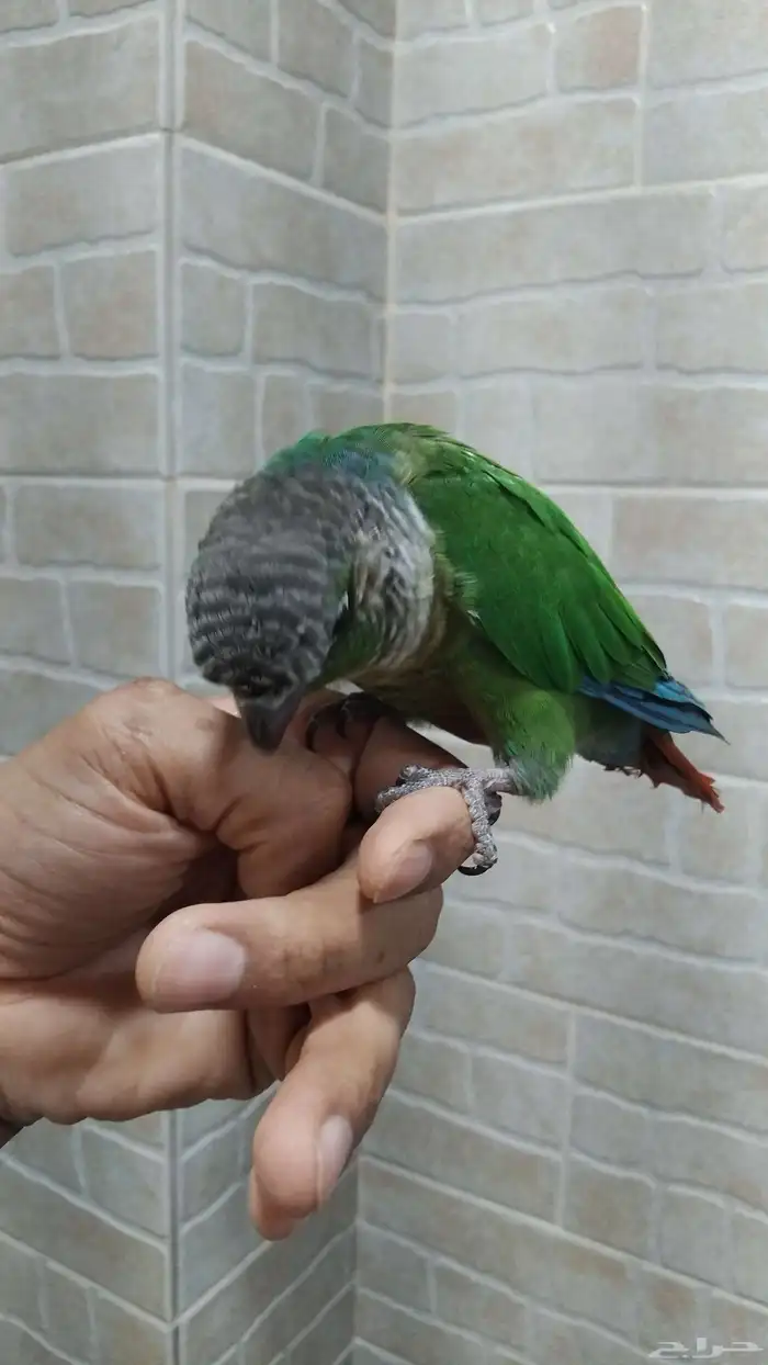 كنيور اليف 1