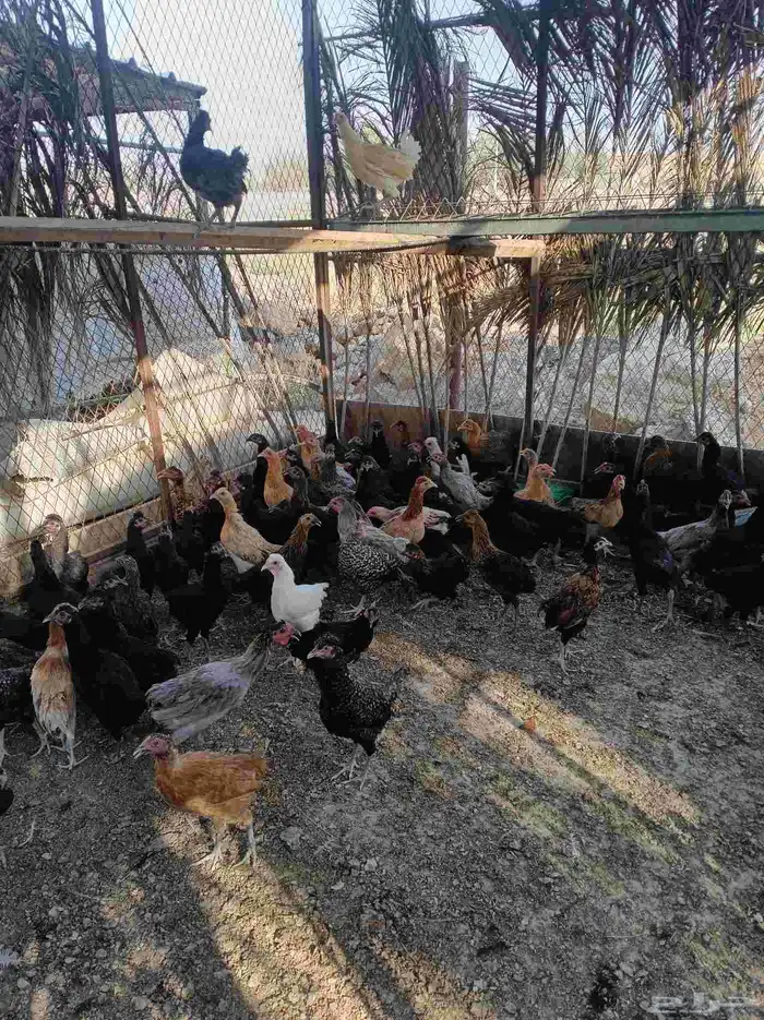 دجاج بلدي بشاير الموقع جلاجل 1