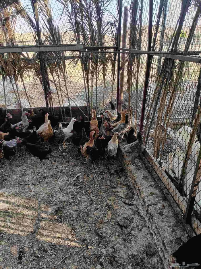 دجاج بلدي بشاير الموقع جلاجل 0
