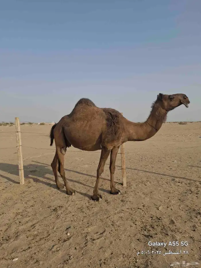 عرض وبيع نياق صفر 0