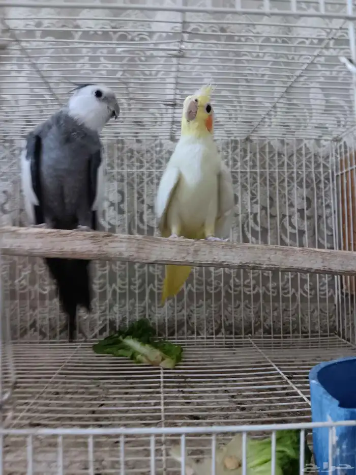 جوز كروان للبيع 1