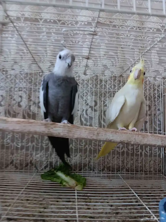 جوز كروان للبيع 0