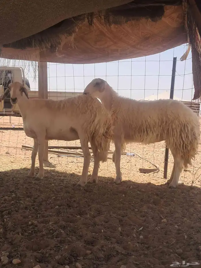 حريات مقاني للبيع 0