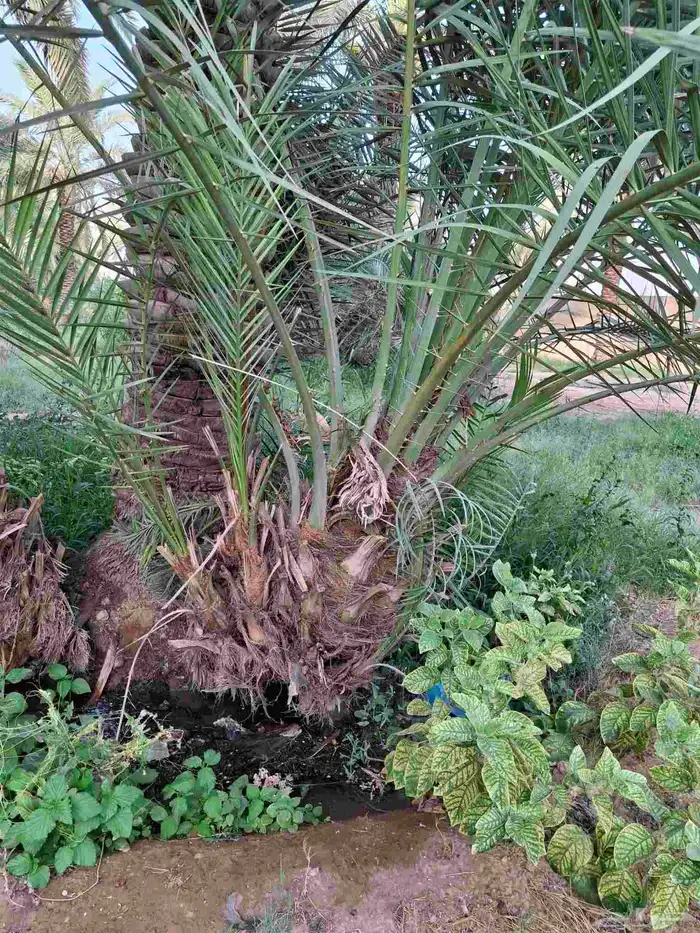 إخلاص سكري برحي صقعي مجذر مراكين 9