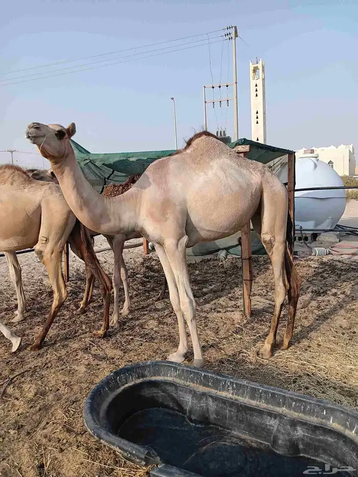 حقه مغتر. طبيه. 1