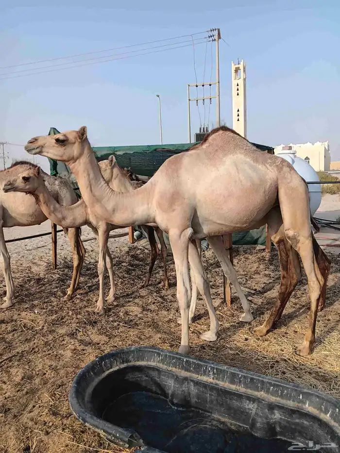 حقه مغتر. طبيه. 0
