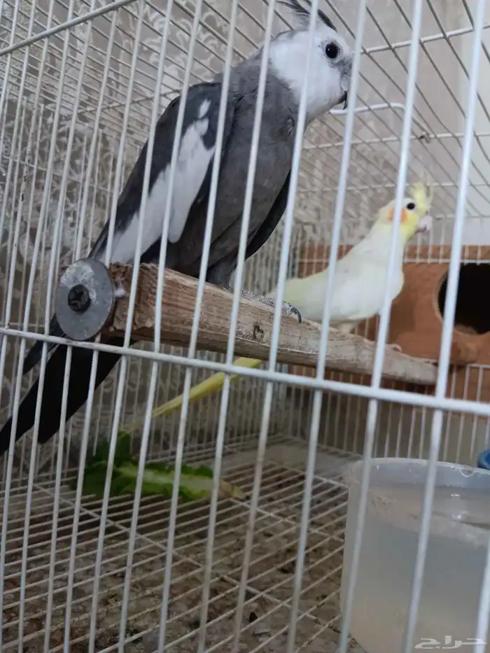 جوز كروان للبيع 2