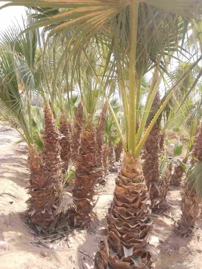 م ابو احمد تنسيق حدائق وتركيب جميع انواع الثيل 1