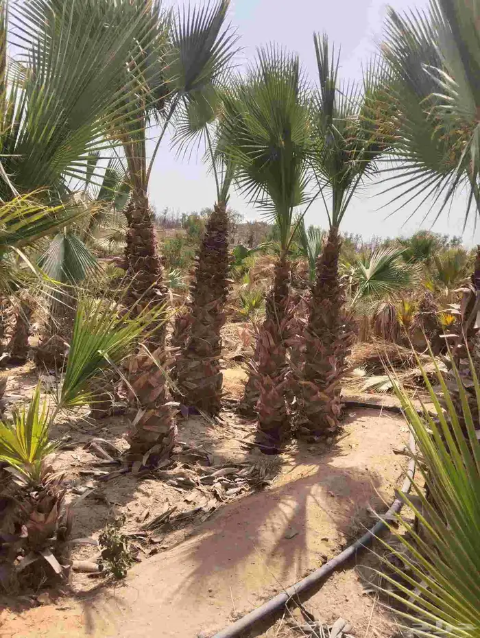 م ابو احمد تنسيق حدائق وتركيب جميع انواع الثيل 2