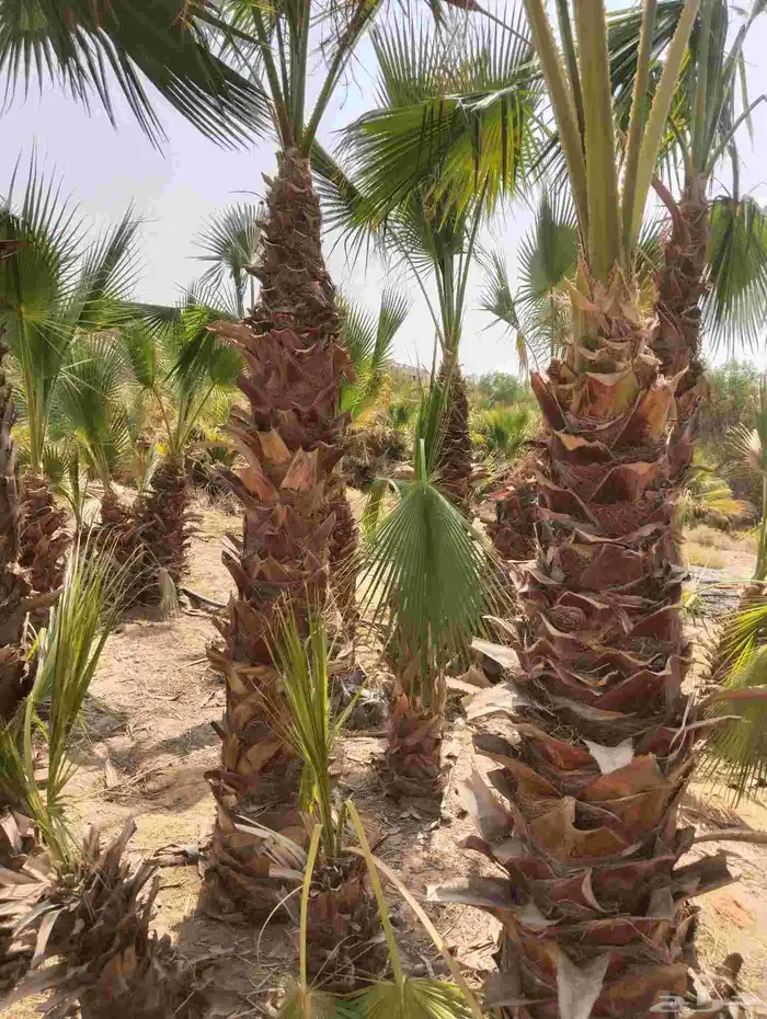 م ابو احمد تنسيق حدائق وتركيب جميع انواع الثيل 0