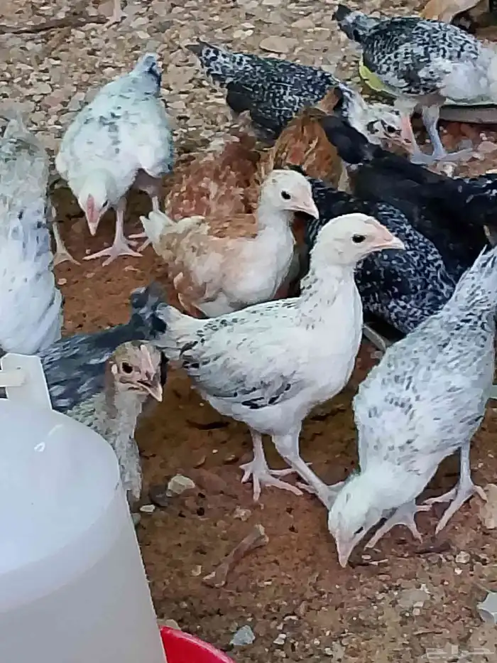 صوص بلدي مشكل 6