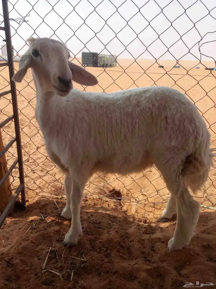 طلي نجدي طيب حد الغلاق ورخل حريه طيبه حد الغلاق 1