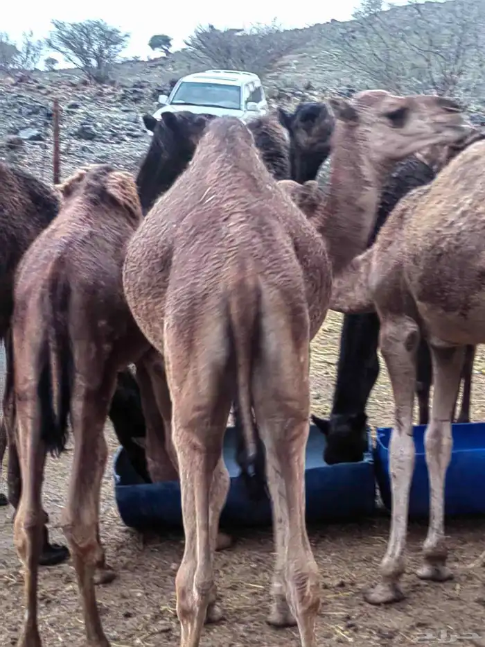 حاشي للبيع 1